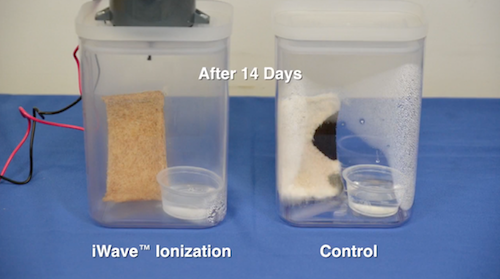 Air purification system - mould demonstration