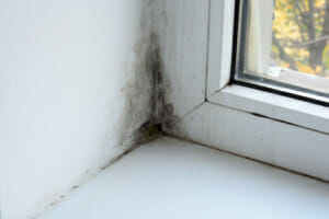 musty smells in your house are caused my mold and mildew